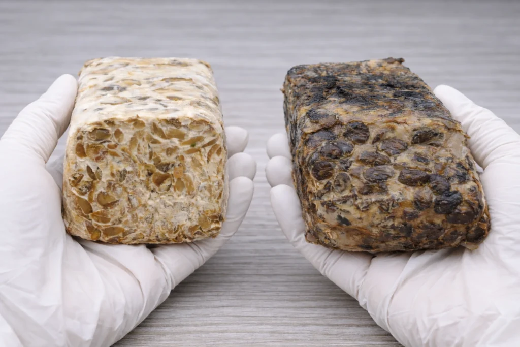 perbedaan tempe semangit dan tempe busuk