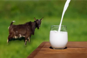 Susu kambing etawa murni, bagaimana cara membedakan dengan yang campuran?