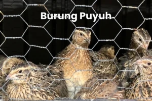 Daging puyuh lebih kaya zat besi dibandingkan daging ayam
