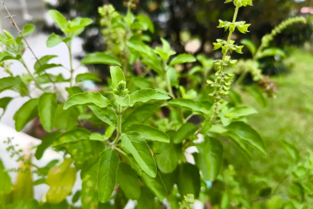 Mengenal manfaat daun kemangi selain sebagai lalapan