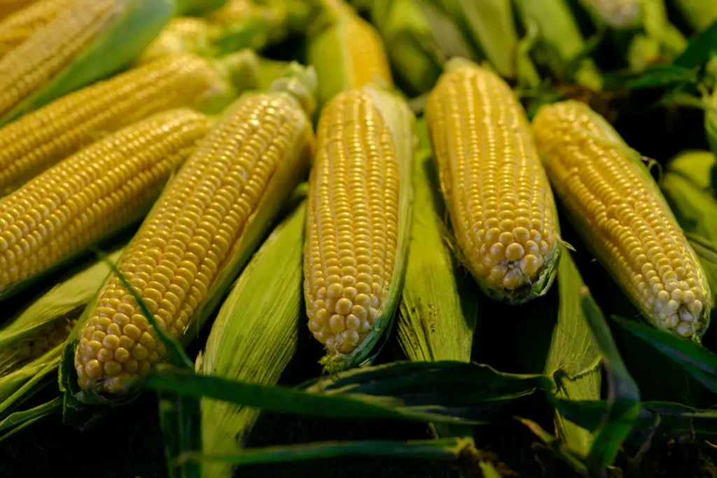 Jagung merupakan sayuran yang kaya akan karbohidrat