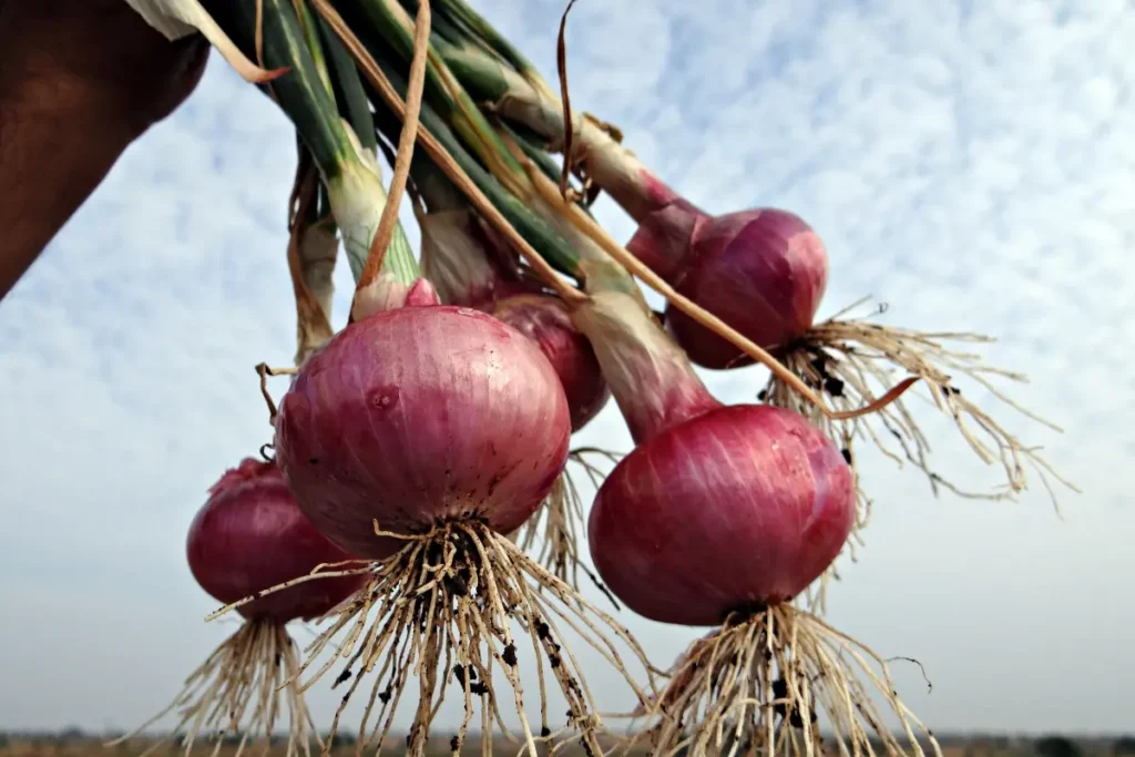 Memotong bawang bisa membuat menangis karena kandungan senaywa sulfur