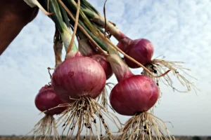 Memotong bawang bisa membuat menangis karena kandungan senaywa sulfur