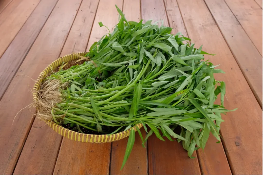 Terdapat dua jenis kangkung yakni kangkung darat dan kangkung air