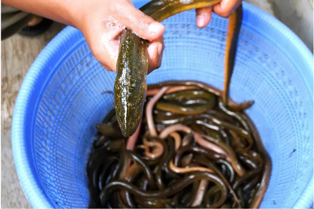 Benarkah Belut Tidak Punya Tulang? Ini Penjelasan Sainsnya Belut dikategorikan sebagai ikan karena bernapas menggunakan insang
