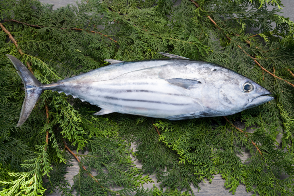 Benarkah Ikan Cakalang Tinggi Protein? Ini Fakta Kandungan Gizinya! tambahkan sedikit teks isi (28)